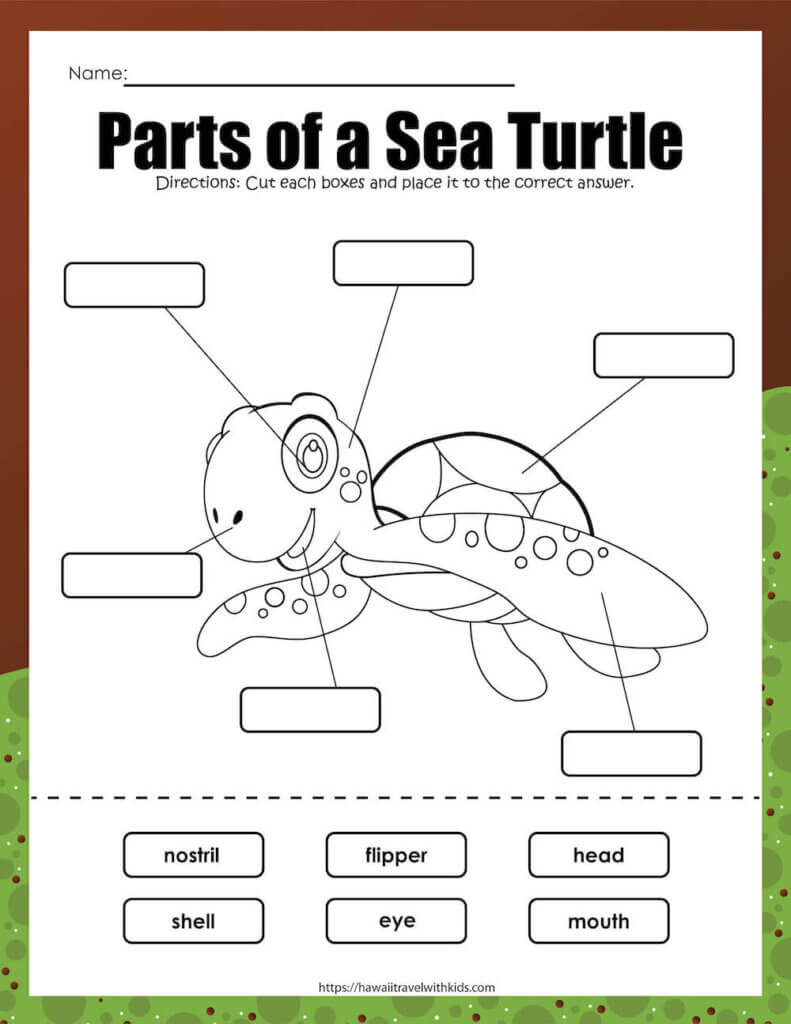 Free printable sea turtle activity pack for kids