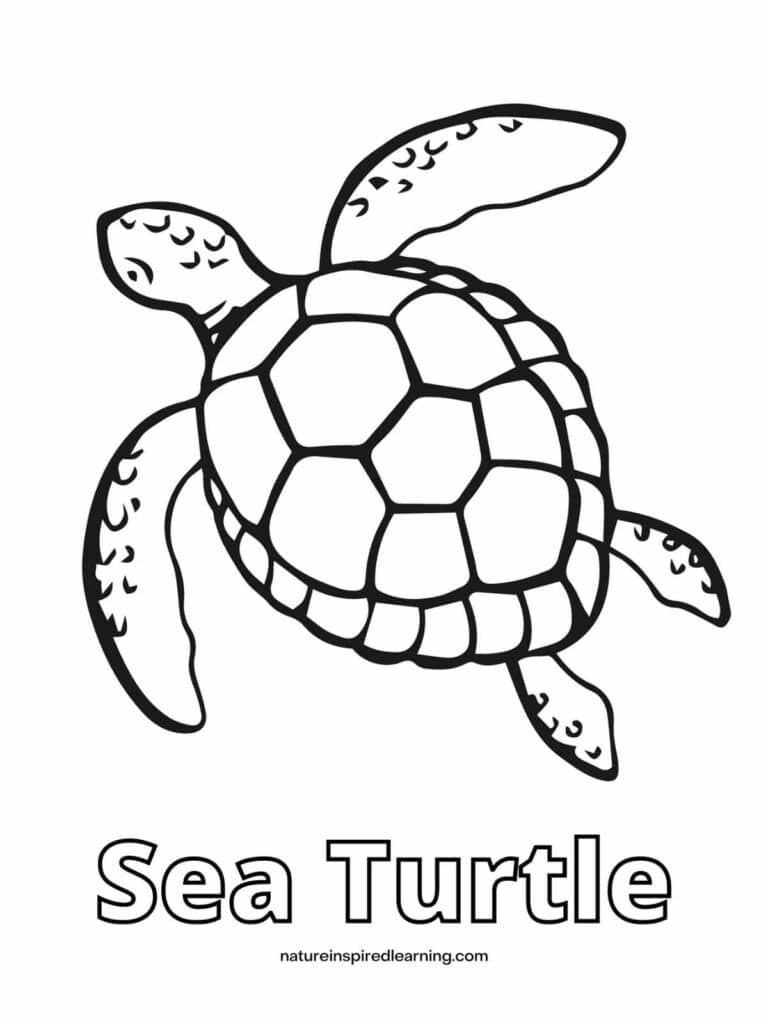 Beautiful sea turtle coloring pages