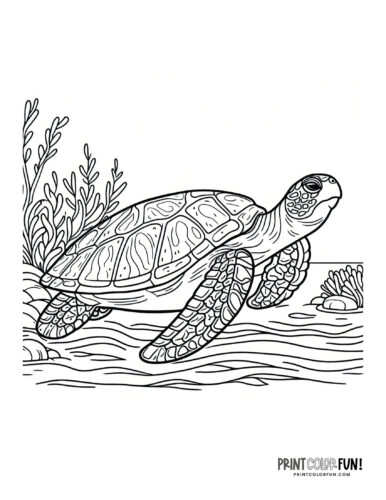 Sea turtle coloring pages clipart at