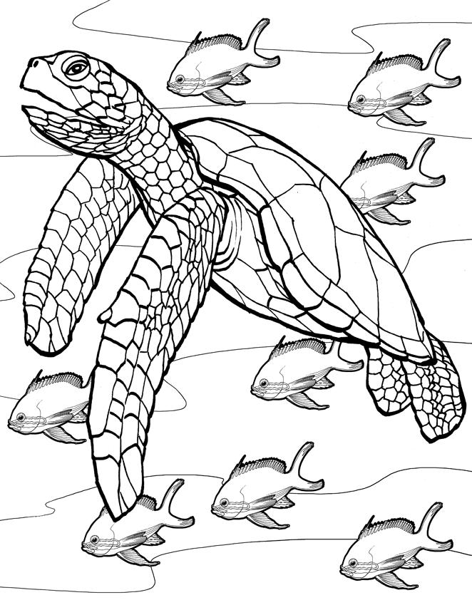 Coloring pages free turtle coloring pages