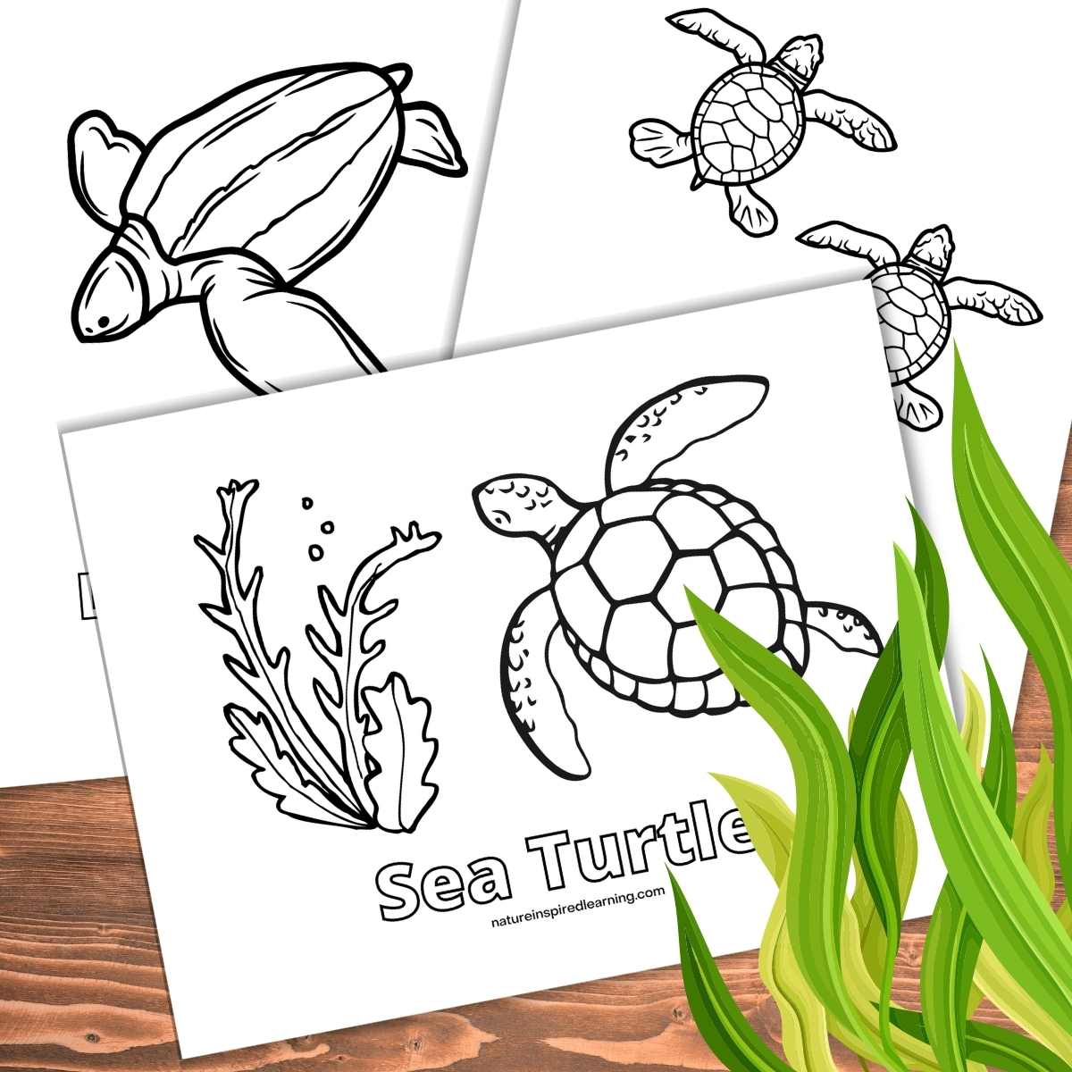 Beautiful sea turtle coloring pages