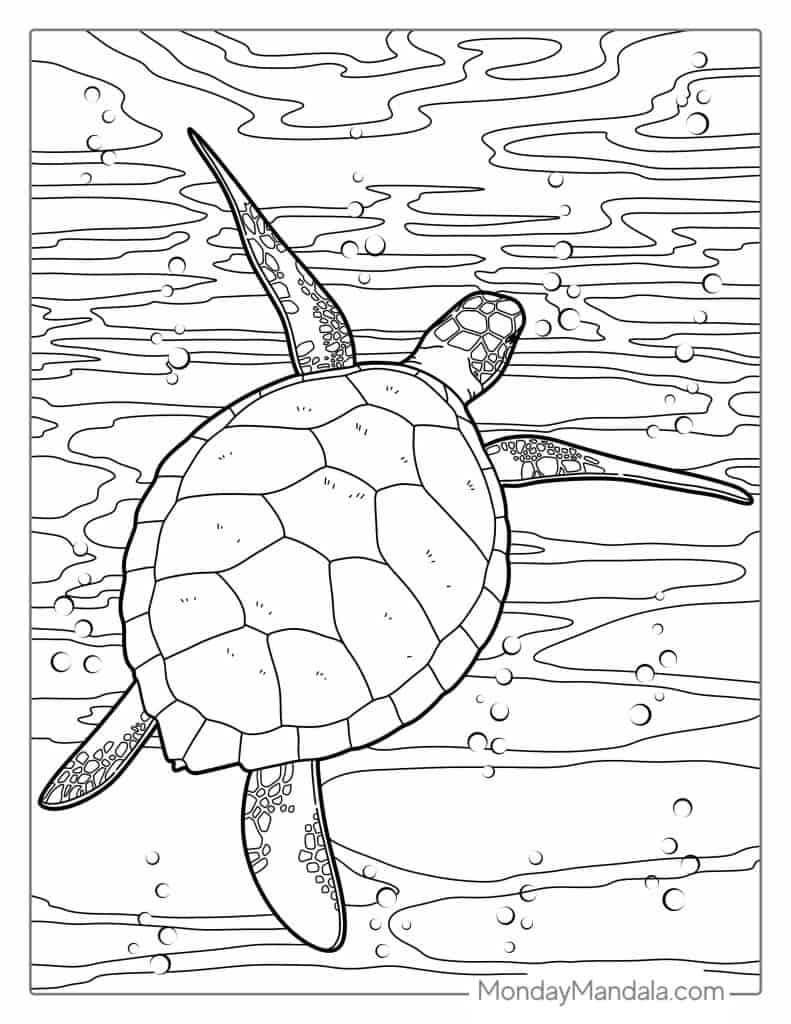 Turtle coloring pages free pdf printables