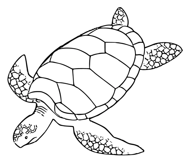 Ðï swimming turtle