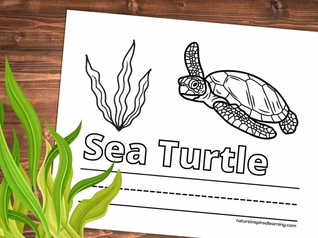 Beautiful sea turtle coloring pages