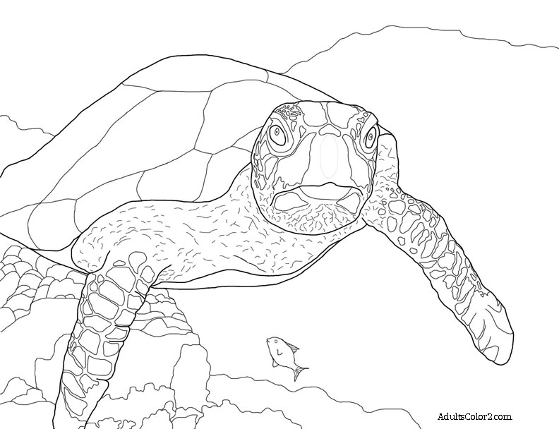 Sea turtle coloring page help hawksbills
