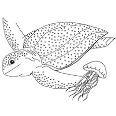 Top free printable cute sea turtle coloring pages online