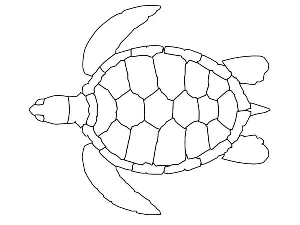 Sea turtle coloring pages sea turtle sea turtle pattern free coloring page turtle coloring pages sea turtle quilts turtle drawing