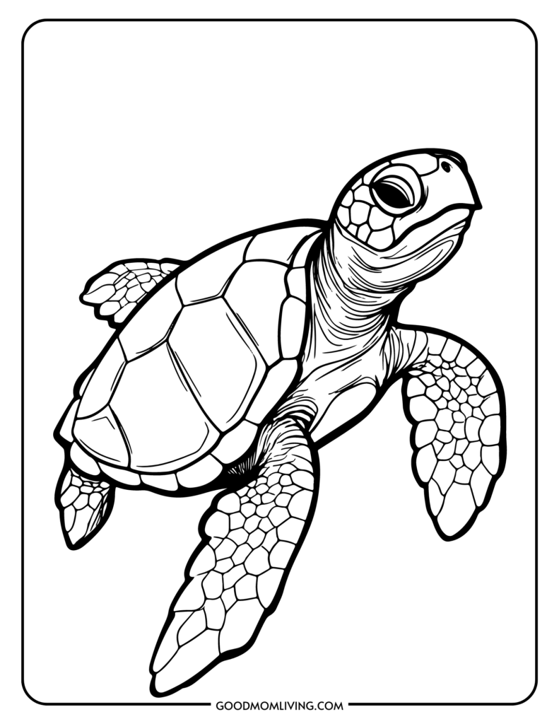 Sea turtle coloring pages free printable turtles