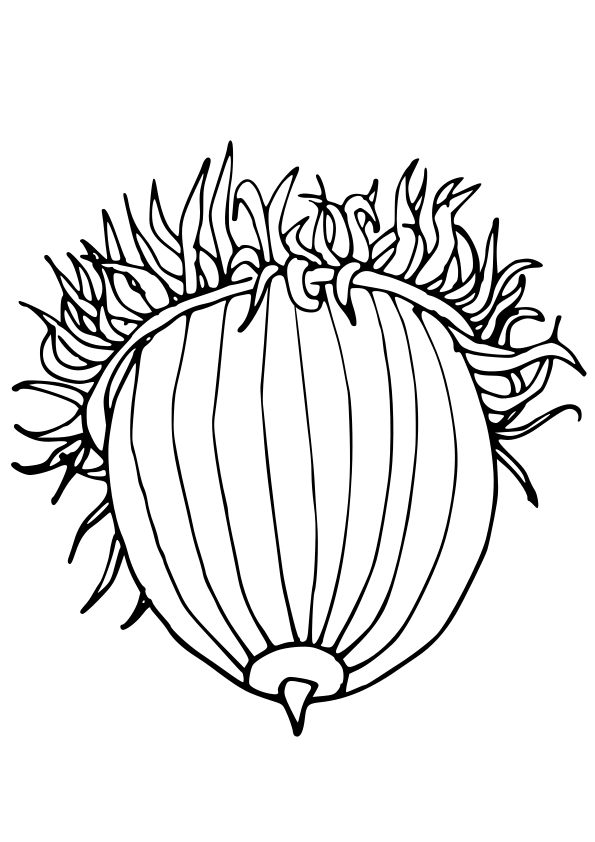 Acorn coloring pages free printable nurie