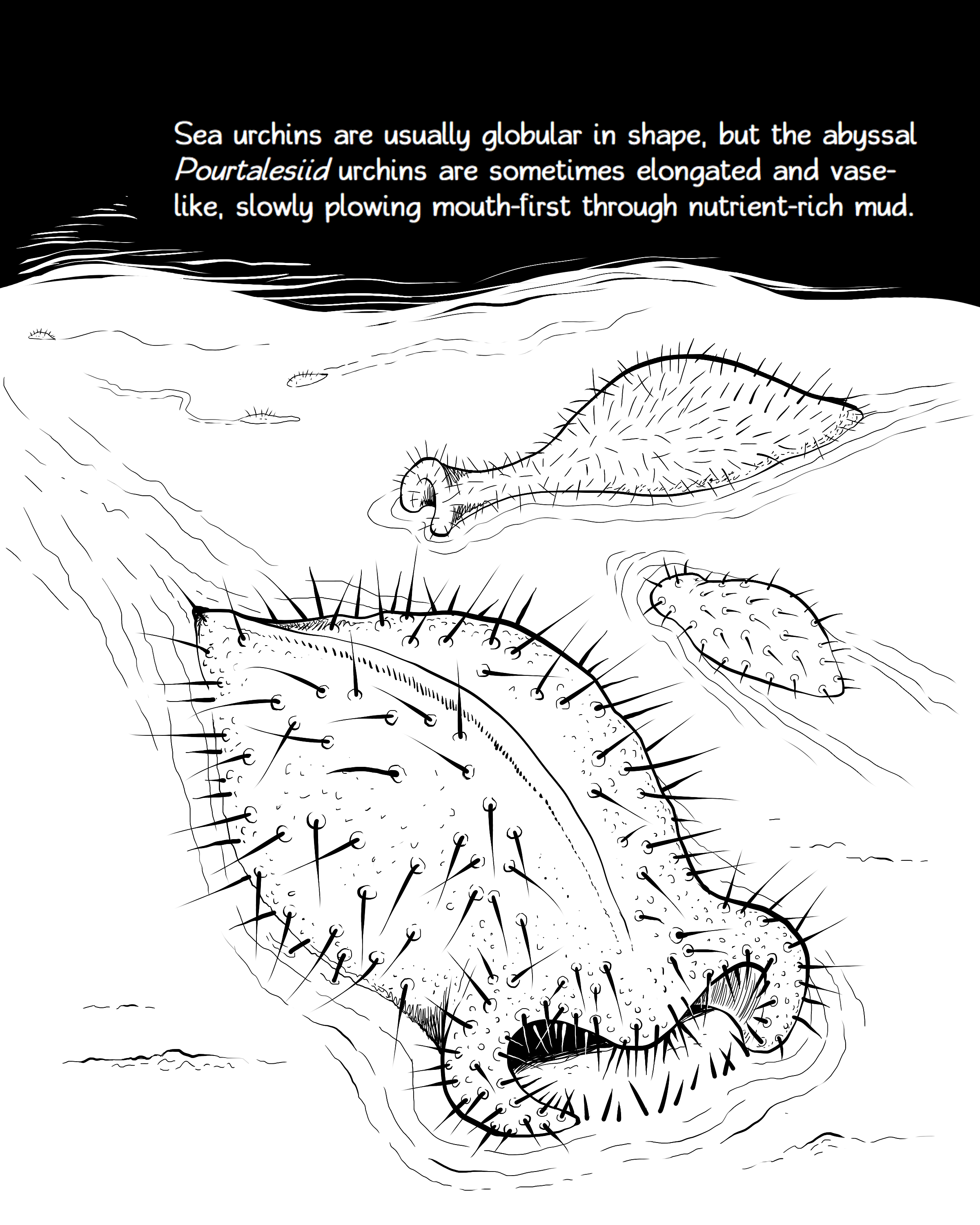 Color the abyss a scientific deep sea coloring book by