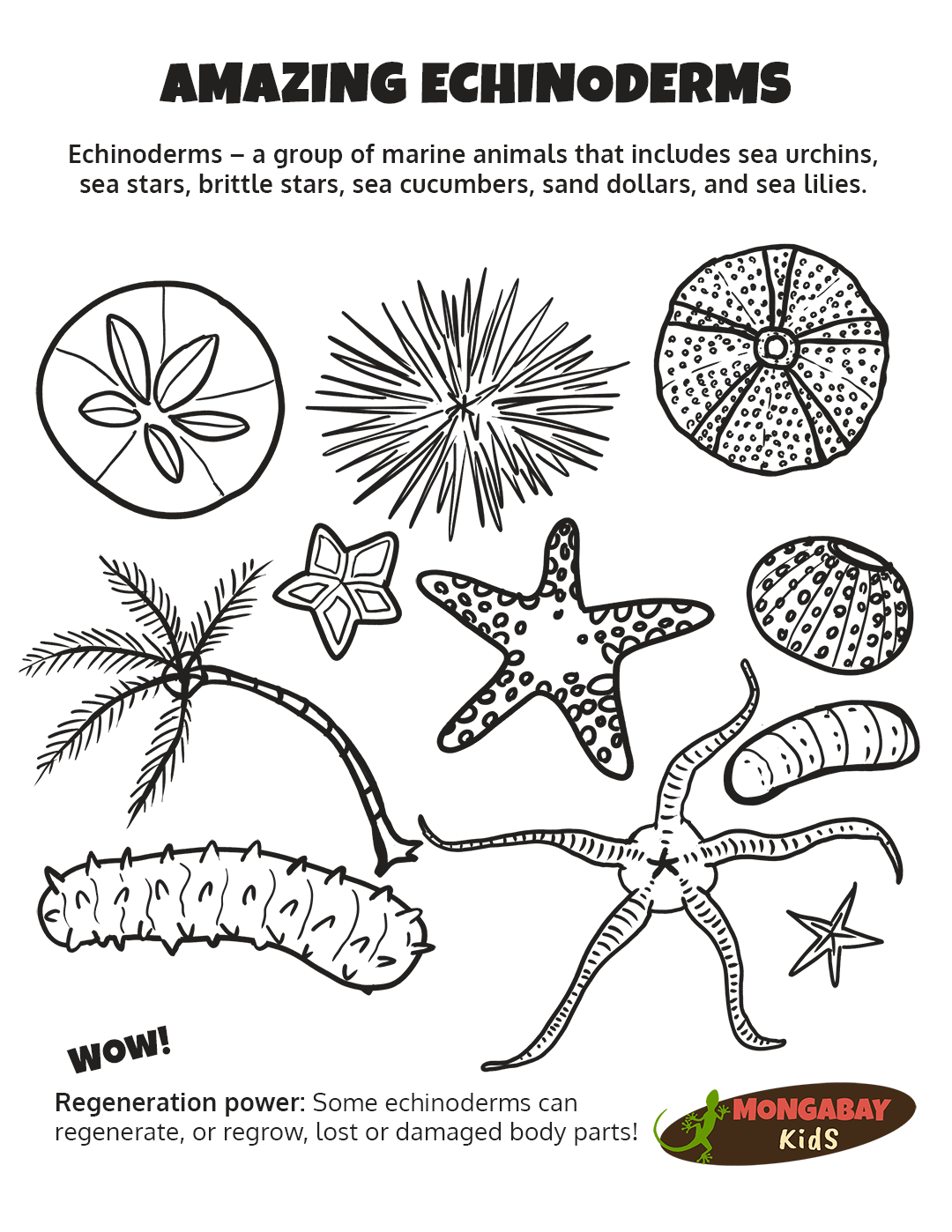 Echinoderm coloring page â