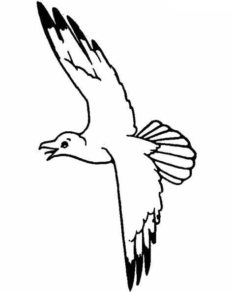 Seagulls image hd coloring page