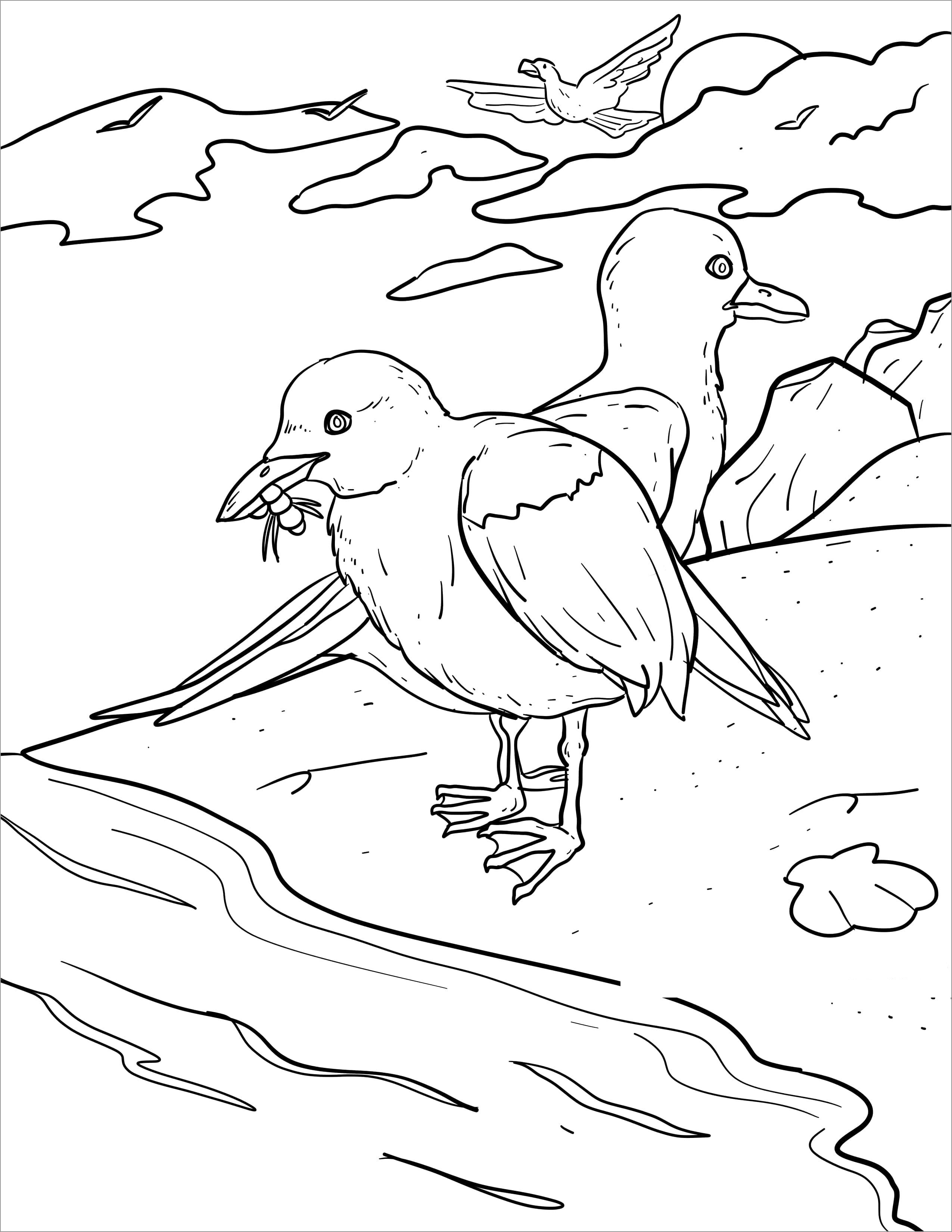 Seagull coloring pages