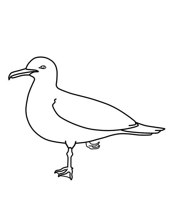 California seagull image coloring page bird coloring pages coloring pages owl coloring pages