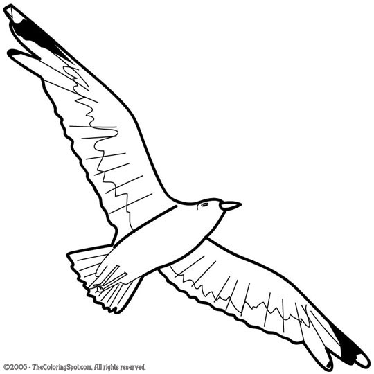 Seagull coloring page audio stories for kids free coloring pages colouring printables