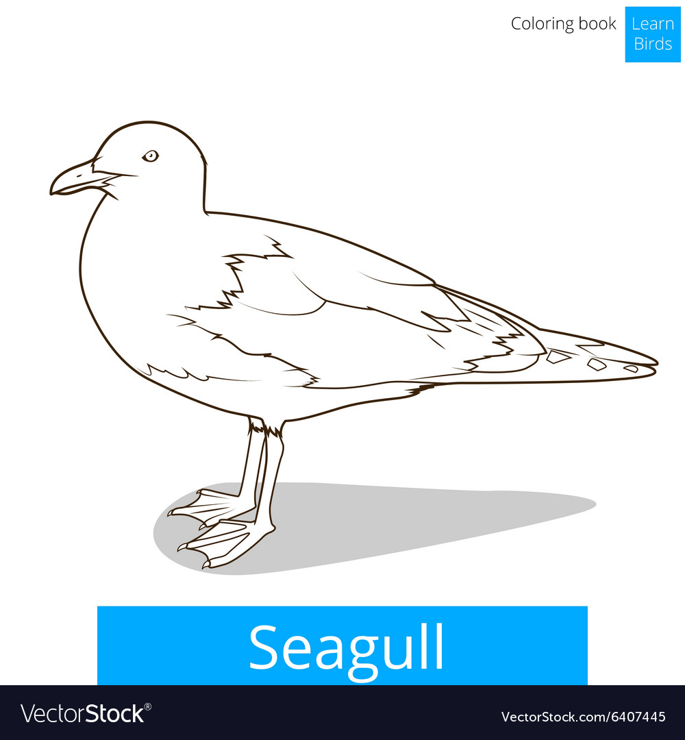 Seagull learn birds coloring book royalty free vector image