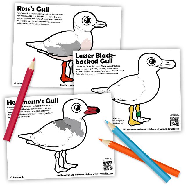 New seagull coloring pages by