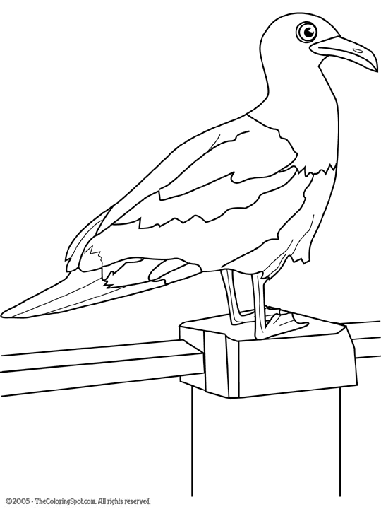 Seagull coloring page audio stories for kids free coloring pages colouring printables