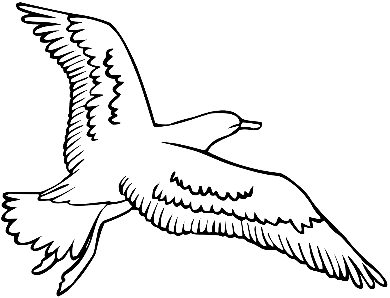 Seagull coloring pages