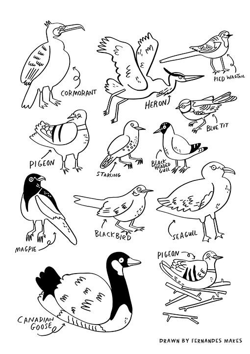 Buy printable water birds colouring sheet seagull pigeon bird nerds water birds download online in india