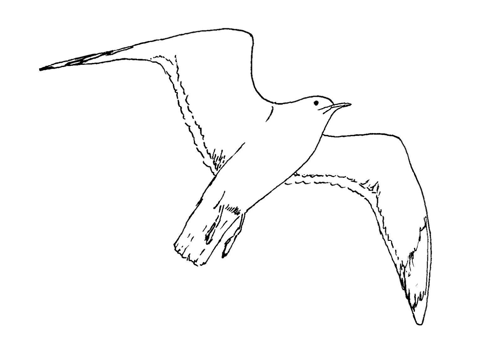 Seagull coloring pages