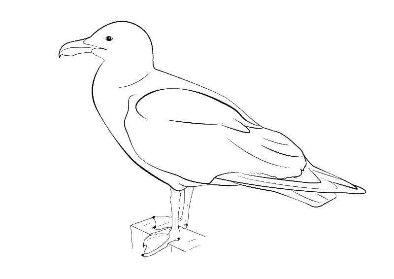 Online coloring pages the coloring seagull the contours for cutting out the birds