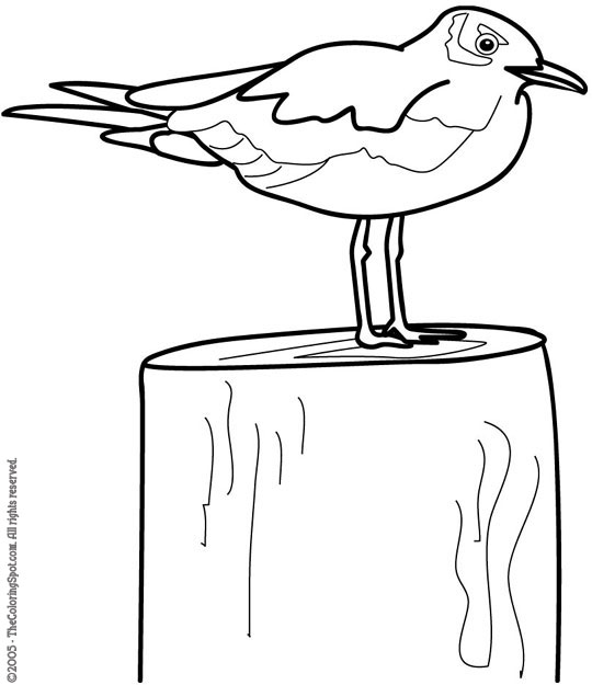 Seagull coloring page audio stories for kids free coloring pages colouring printables