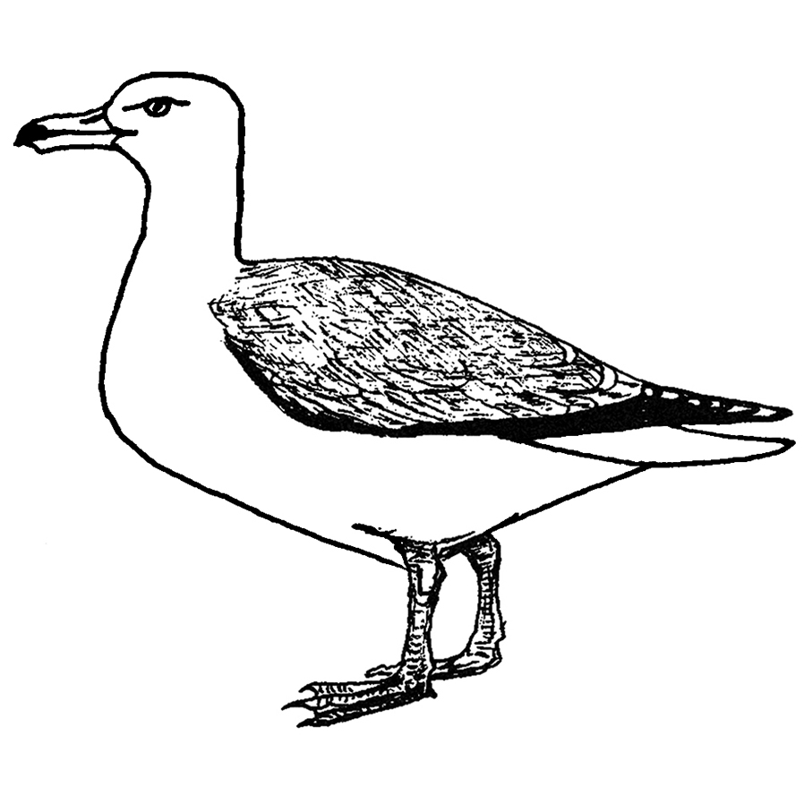 Seagull rubber stamp from the english stamp pany