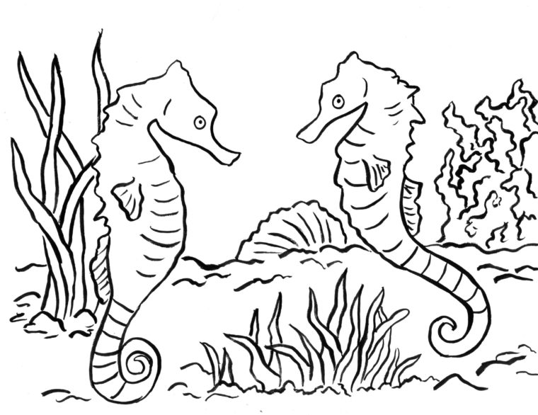 Seahorse coloring page