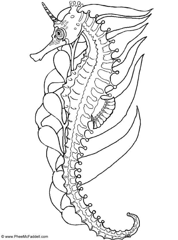 Coloring page sea horse