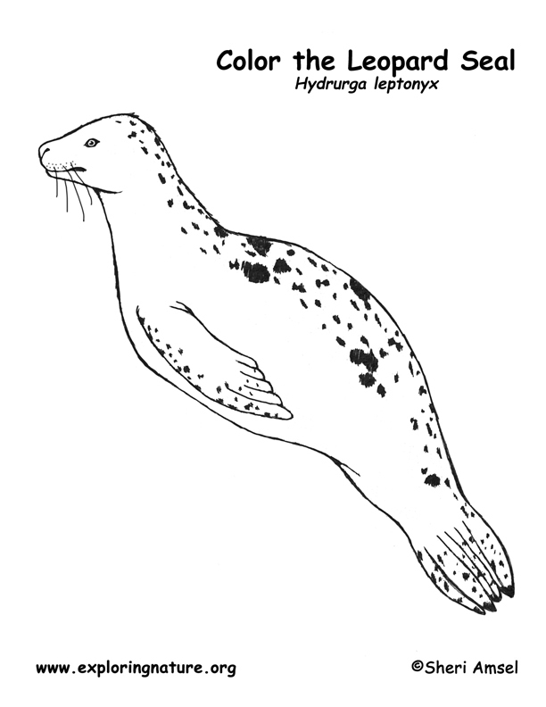 Seal leopard coloring page