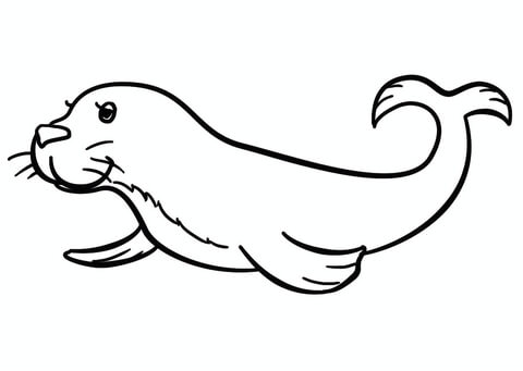 Cartoon seal coloring page free printable coloring pages