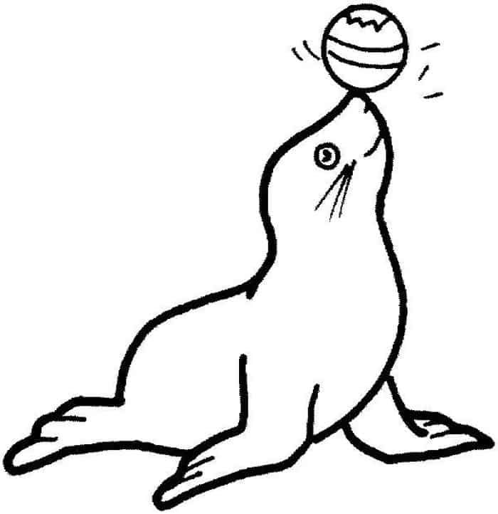 Printable seal coloring pages pdf