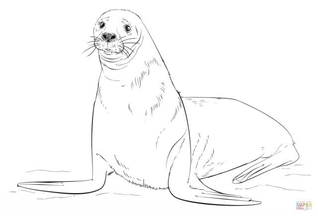 Exclusive picture of seal coloring pages