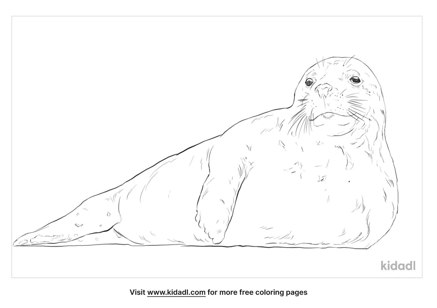Free grey seal coloring page coloring page printables