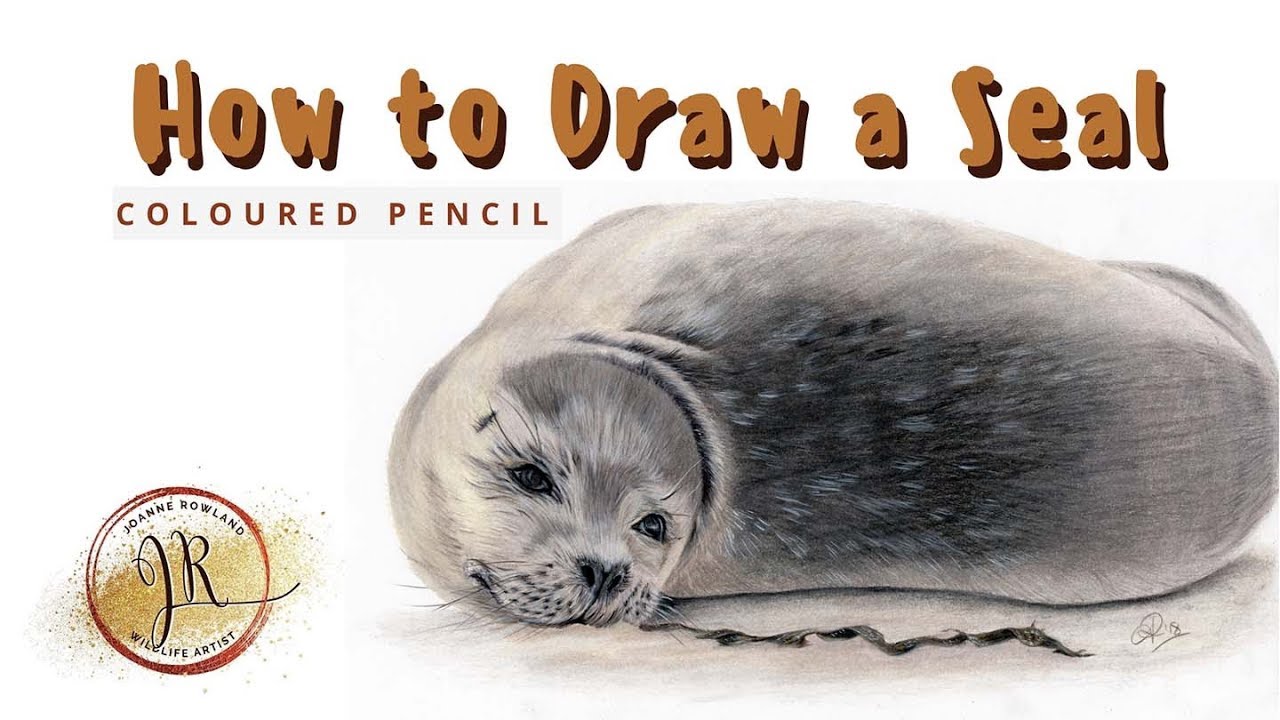 How to draw a grey seal in coloured pencil