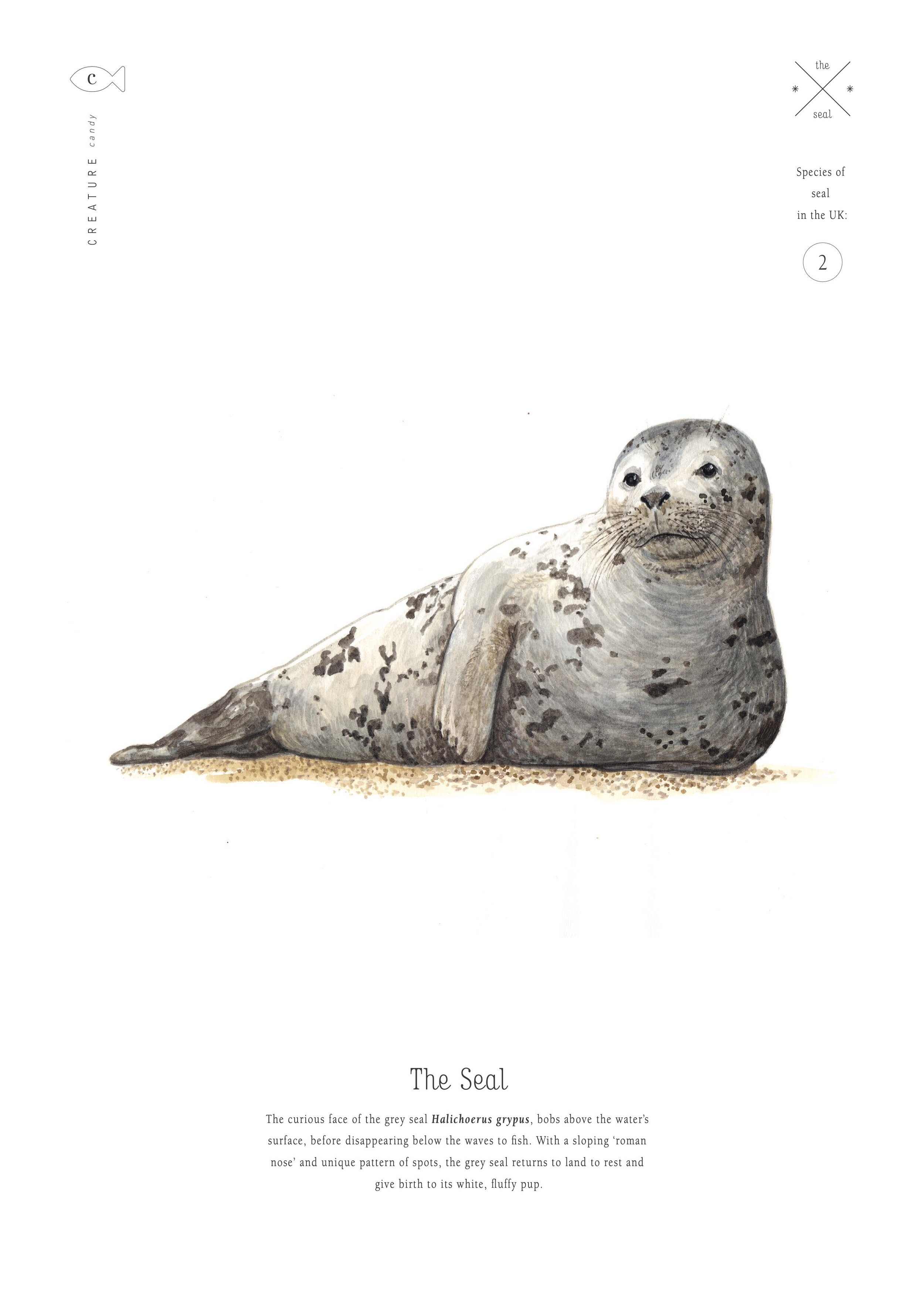 Grey seal print in lour â creature candy