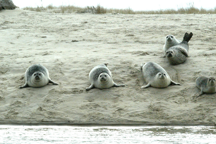 Harbor seal