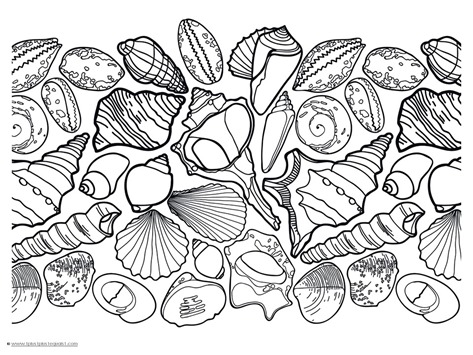 Seashell coloring pages