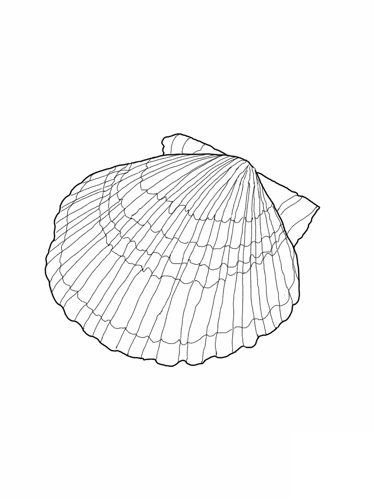 Free printable seashell coloring pages for kids