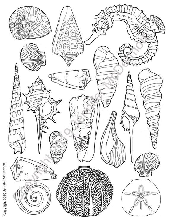 Seashell coloring pages