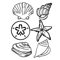 Top free printable shell coloring pages online