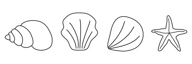 Seashell coloring pages stock illustrations royalty