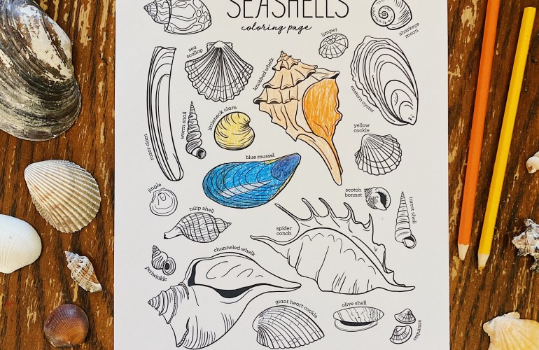 New seashells coloring page freebie plus more free printables