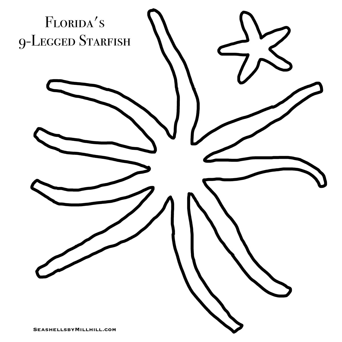 Seashells by millhillstarfish or sea stars coloring page printout