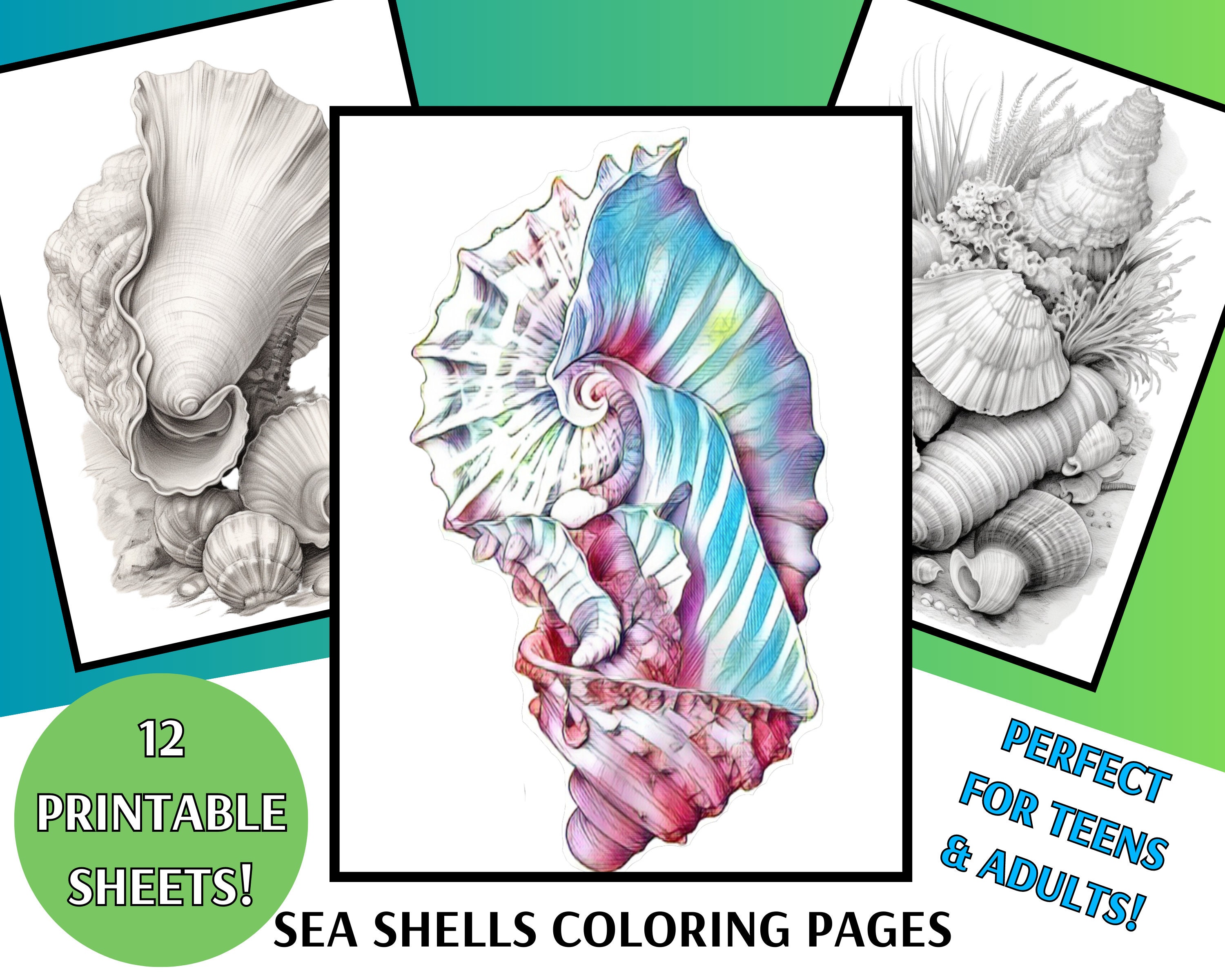 Sea shell coloring