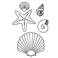 Top free printable shell coloring pages online