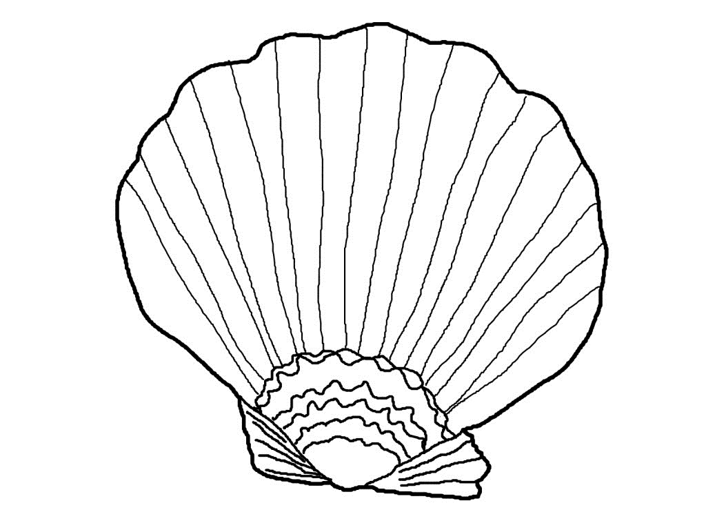 Free printable seashell coloring pages for kids