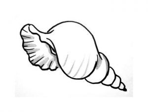 Sea shells coloring pages and templates shell drawing sea shells seashell drawing