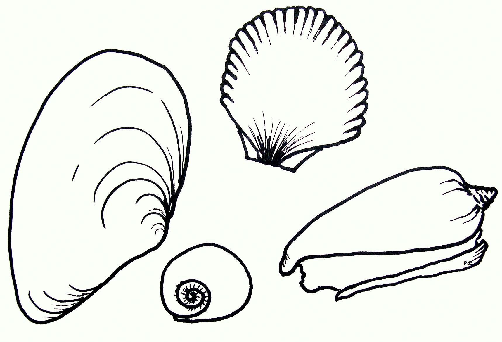 Free printable seashell coloring pages for kids